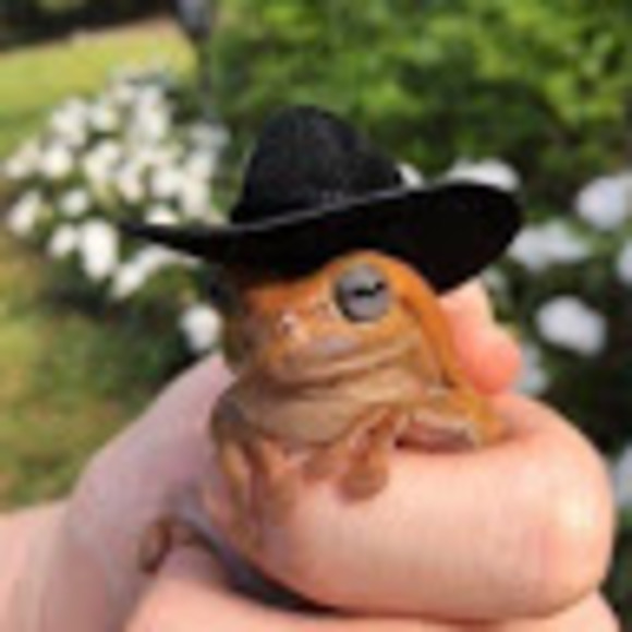 Meet your Posher, Laura - Picture 1 of 1